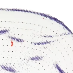 Mitchell & Ness Snapback-Ssbsts Snapback Hwc Toronto Raptors